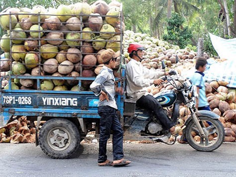 Người trồng dừa ở Phú Yên đang bị thương lái Trung Quốc ép phải thu hoạch cả dừa khô lẫn non.